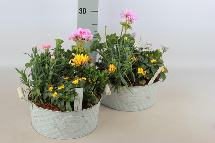 <h4>ARR TUINPLANTEN</h4>