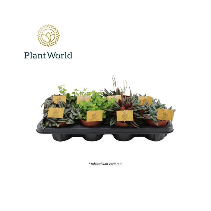 <h4>Gemengde tray 10,5cm</h4>