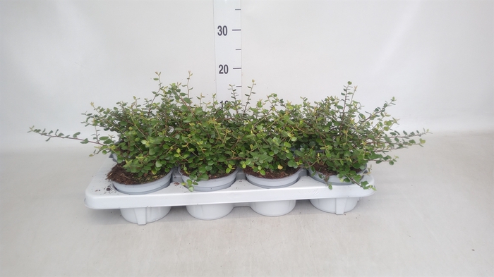 <h4>Muehlenbeckia com. 'Mao'ri'</h4>