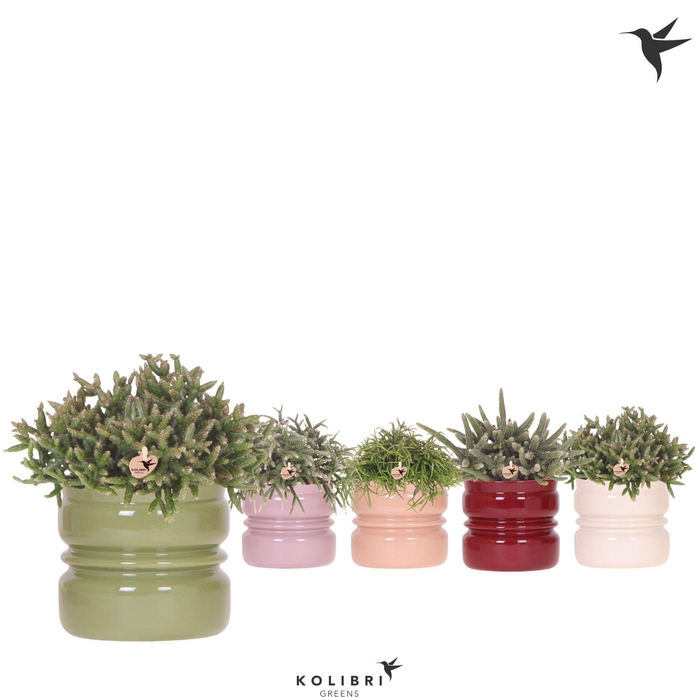 <h4>Kolibri Greens Rhipsalis mix in Noma pot mix</h4>