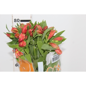 ALSTROEMERIA TROPICANA 080 CM