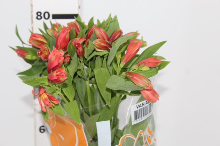 <h4>ALSTROEMERIA TROPICANA 080 CM</h4>