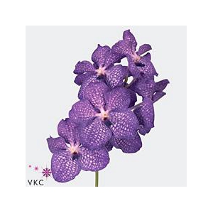 Vanda blue magic