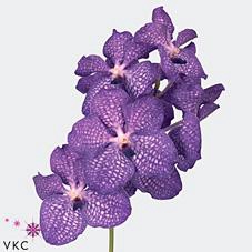 <h4>Vanda blue magic</h4>