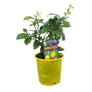 Citrus lemon