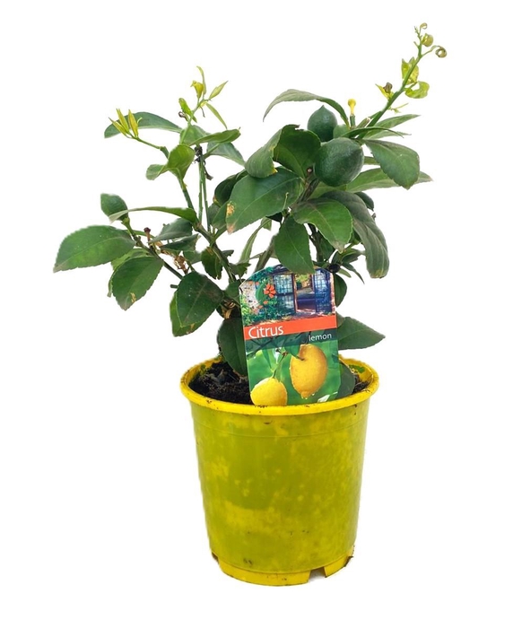 <h4>Citrus lemon</h4>
