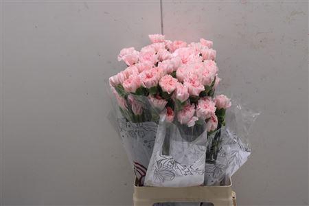 <h4>Di St Doncel</h4>