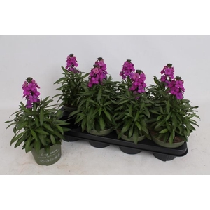 ERYS LEY PURPLE GLOW