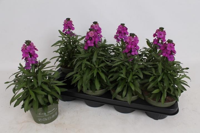 <h4>ERYS LEY PURPLE GLOW</h4>