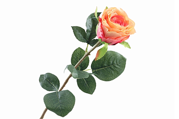 <h4>Rosa Orange</h4>