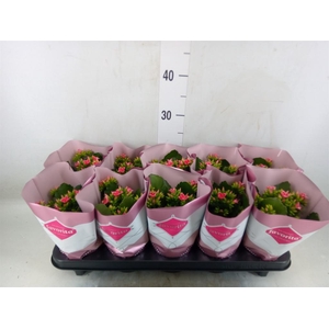 Kalanchoe blos. 'Gloss Bicolor'