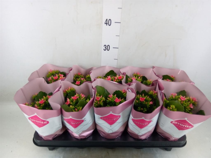 <h4>Kalanchoe blos. 'Gloss Bicolor'</h4>