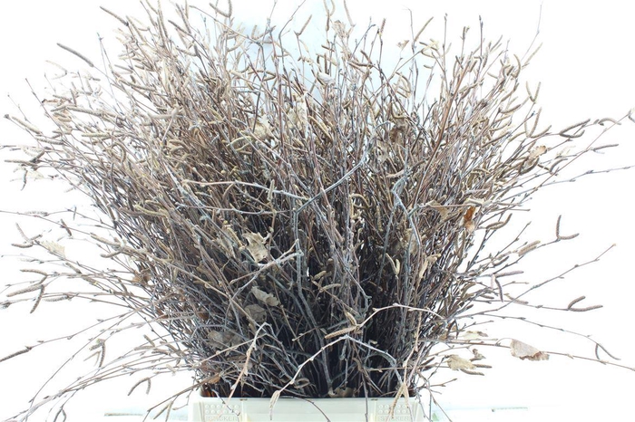 <h4>Betula 60 Cm</h4>