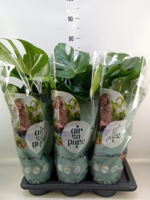 <h4>Monstera delic.</h4>