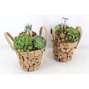 arr4 Semp JS - Hout pot nature oor