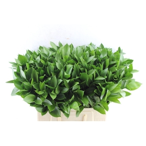 Ruscus Hypophyllum