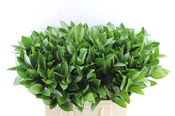 <h4>Ruscus Hypophyllum</h4>