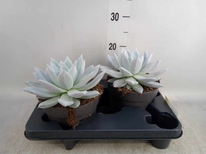 <h4>Echeveria  'Mexican Giant'</h4>