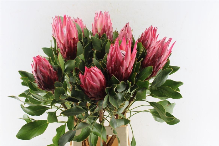 <h4>Protea Cy Madiba</h4>