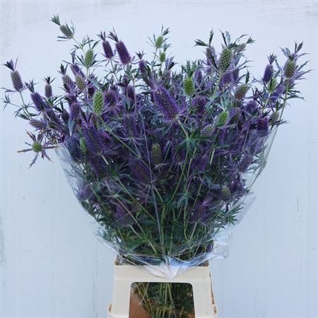 Eryngium Ov