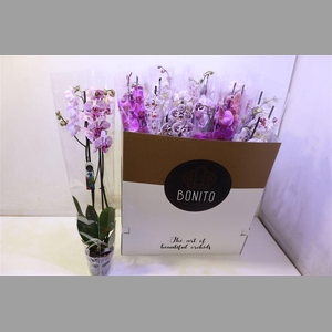 Phal Gem 7 Kl