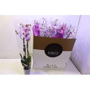 Phal Gem 7 Kl