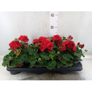 Pelargonium zona. 'Savan Red'