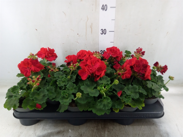 <h4>Pelargonium zona. 'Savan Red'</h4>