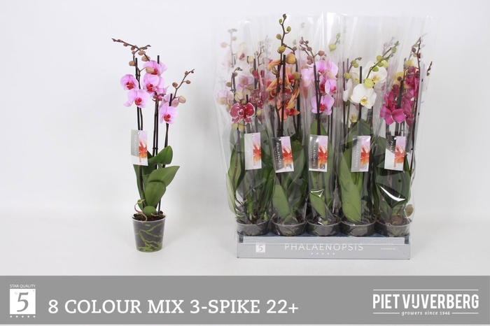 <h4>PHAL GEM 8 KL</h4>