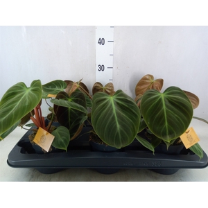 Philodendron   ...