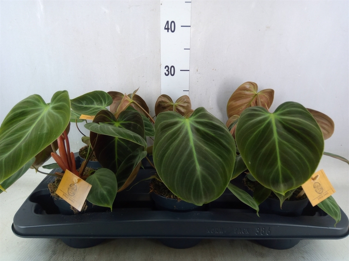 <h4>Philodendron   ...</h4>