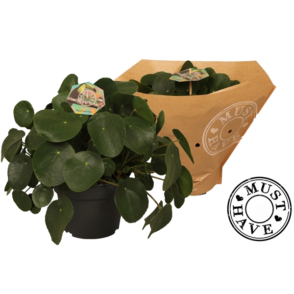 <h4>Pilea peperomioides 'must have'</h4>