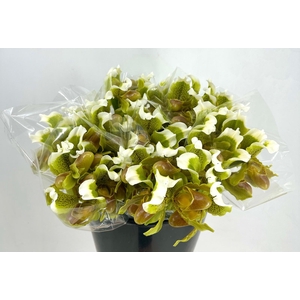 DEC Cypripedium Insigne P/stem