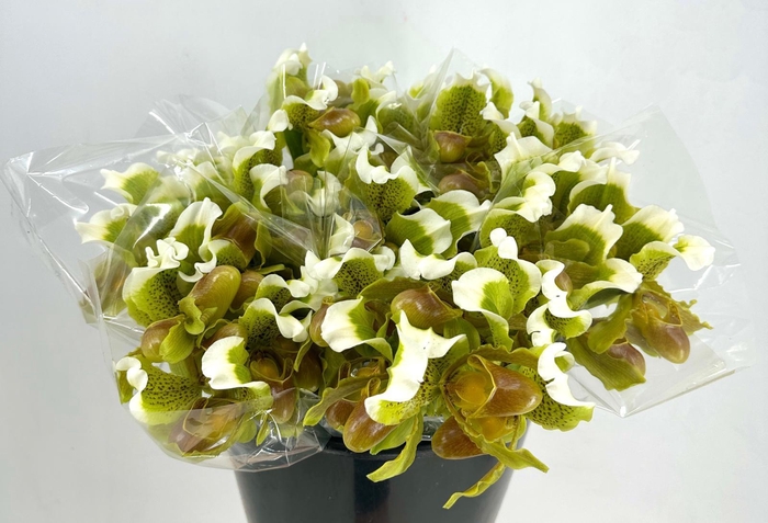 <h4>DEC Cypripedium Insigne P/stem</h4>