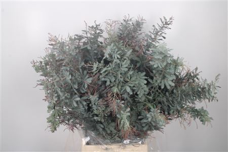 <h4>Acacia Baileyana Bloeiend P Bos</h4>