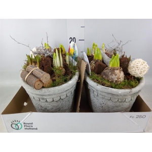 Arr.   Bol/Knolgewas L%