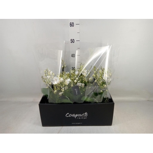 Phalaenopsis multi. 'White Punch'