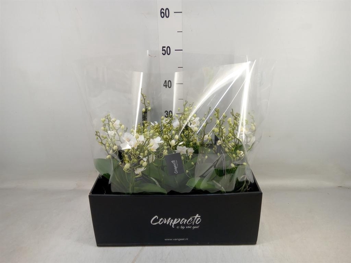 <h4>Phalaenopsis multi. 'White Punch'</h4>