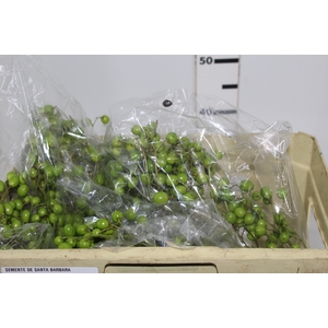 SEMENTE DE SANTA BARBARA