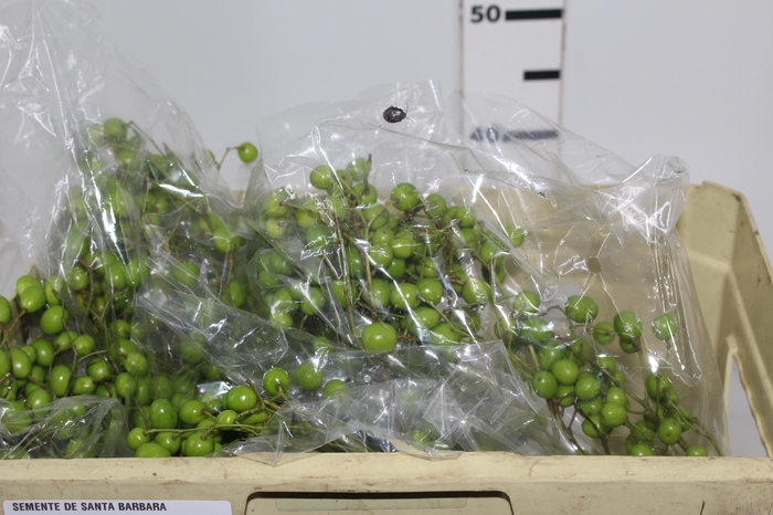 <h4>SEMENTE DE SANTA BARBARA</h4>