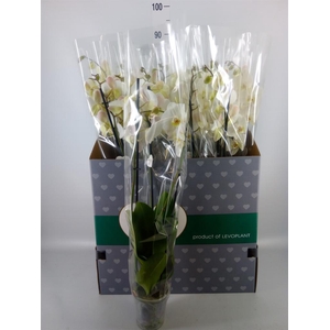 Phalaenopsis   ...white