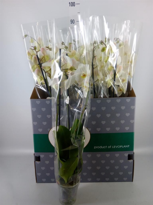 <h4>Phalaenopsis   ...white</h4>