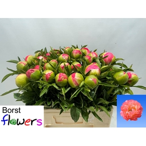 Paeonia hybrid 'Coral Sunset' 2-3