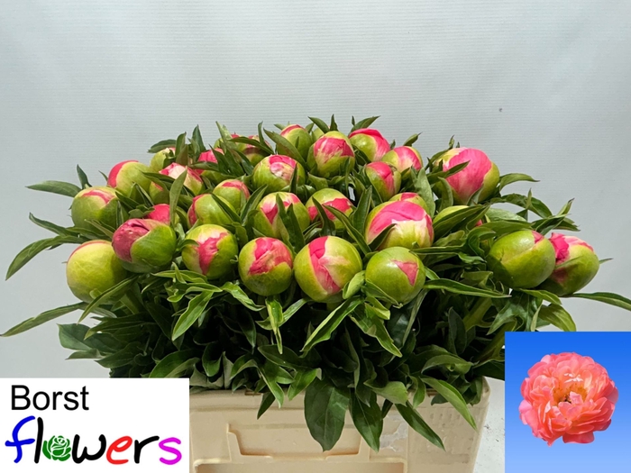 <h4>Paeonia hybrid 'Coral Sunset' 2-3</h4>