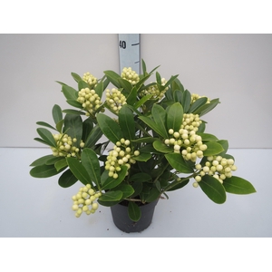 O'Berries White
