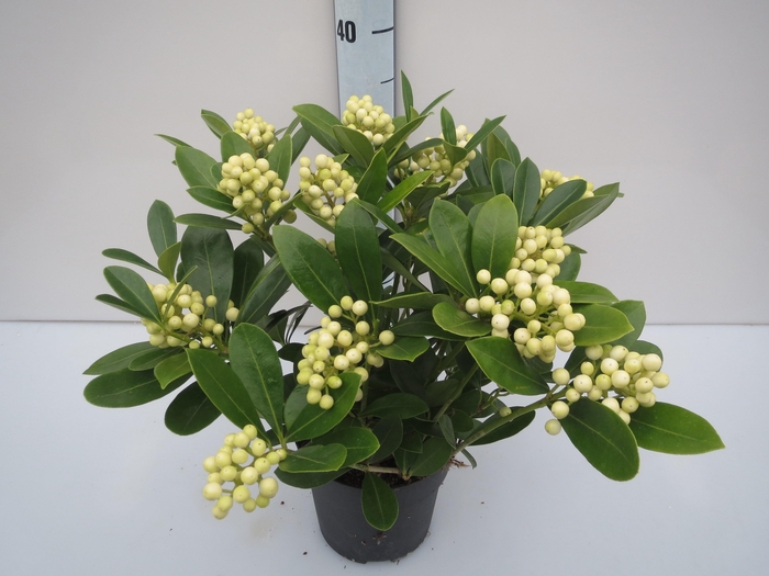 <h4>O'Berries White</h4>