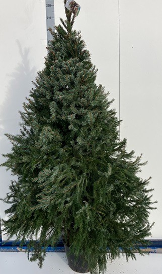 <h4>PICEA OMORIKA</h4>