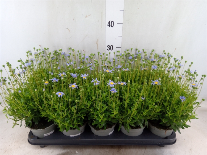 <h4>Felicia amell. 'Felicitara Blue'</h4>