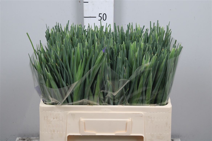 <h4>Iris Blue Magic</h4>