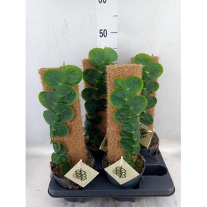 Planten   ...green L%